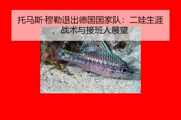 tuo-ma-si-mu-lei-tui-chu-de-guo-guo-jia-dui-er-wa-sheng-ya-zhan-shu-yu-jie-ban-ren-zhan-wang-2-783.jpg